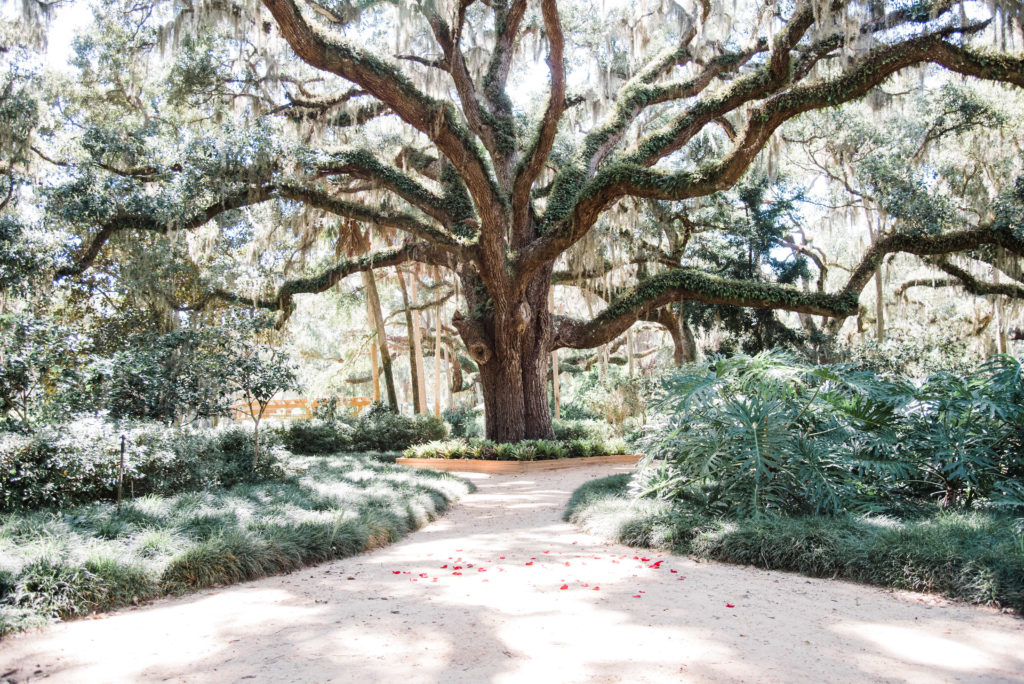 Large oak tree at Washington Oaks Garden State Park minutes before the surprise proposal Photo by Black Tie & Co. (www.btcweddings.com)